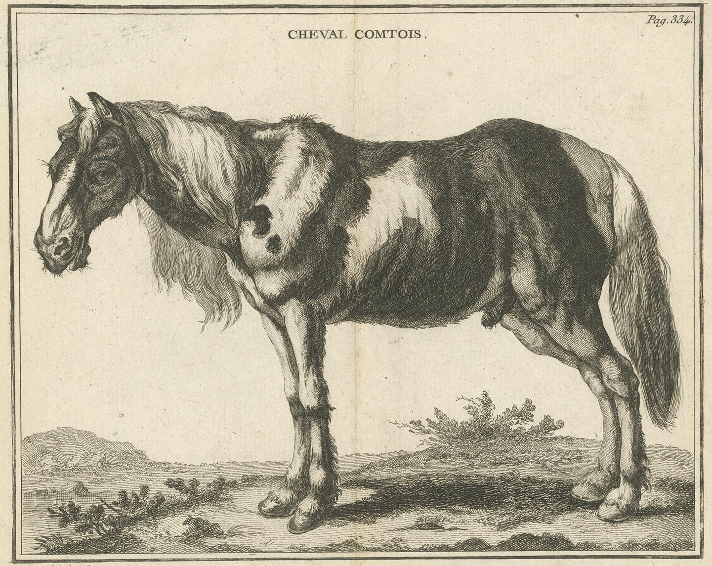 Antique print titled 'Cheval Comtois'. Copper engraving of a Comtois horse, a draft horse that originated in the Jura Mountains on the border between France and Switzerland. This print originates from 'Handboek der genees- en verloskunde van het vee