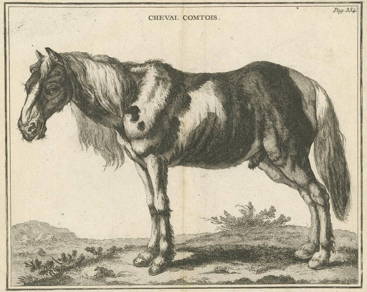Antique Print of a Comtois Horse by Fessard, '1819'