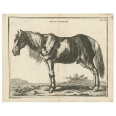 Antiker Druck eines Comtois-Pferdes von Fessard:: '1819'