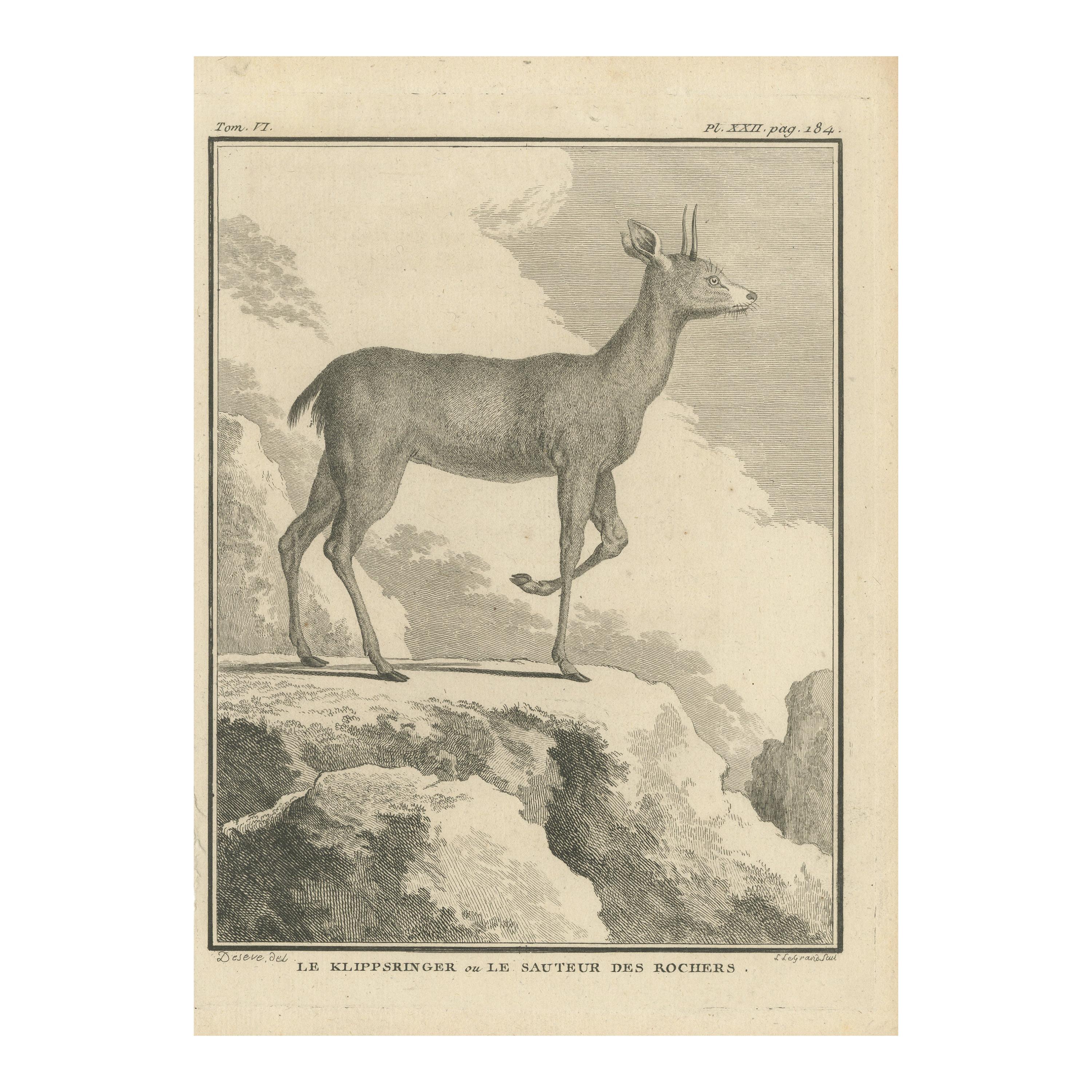 Antique Print of a Deer Species by Buffon '1782'