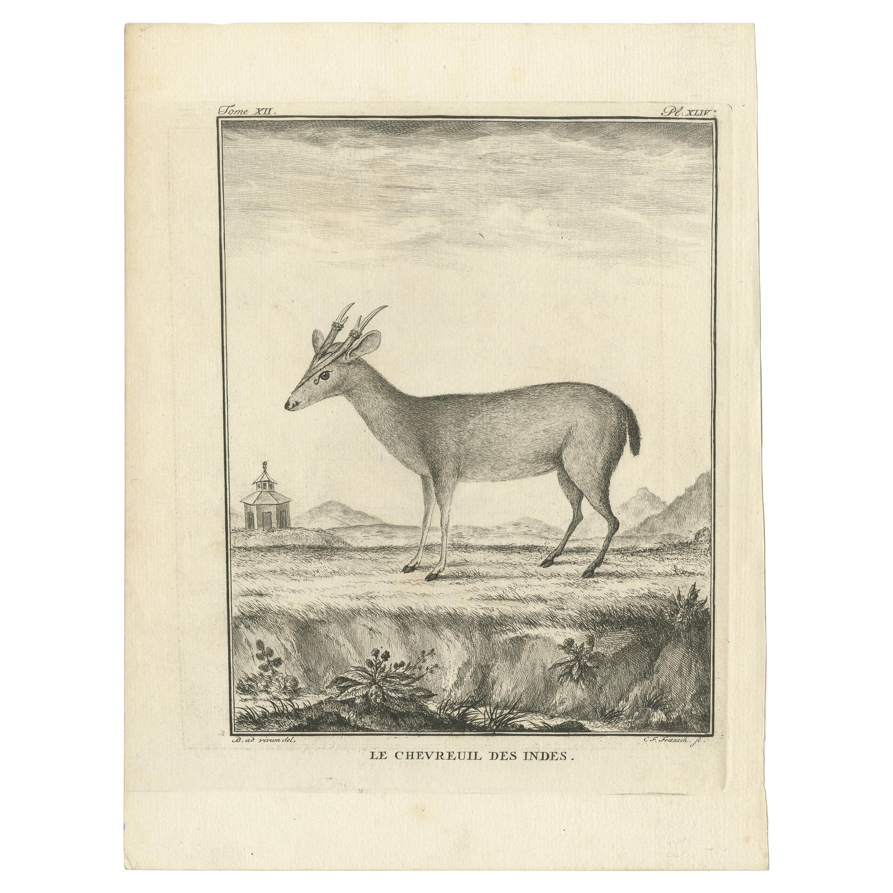 Antique Print of a Deer Species by Fritzsch, c.1780