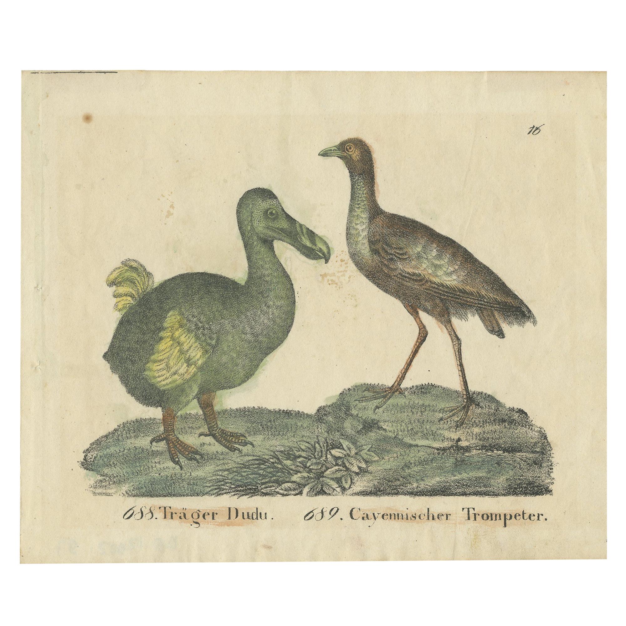 Antique Print of a Dodo and Trumpeter Bird 
1834
