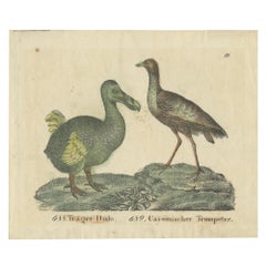 Antique Print of a Dodo and Trumpeter Bird '1834'