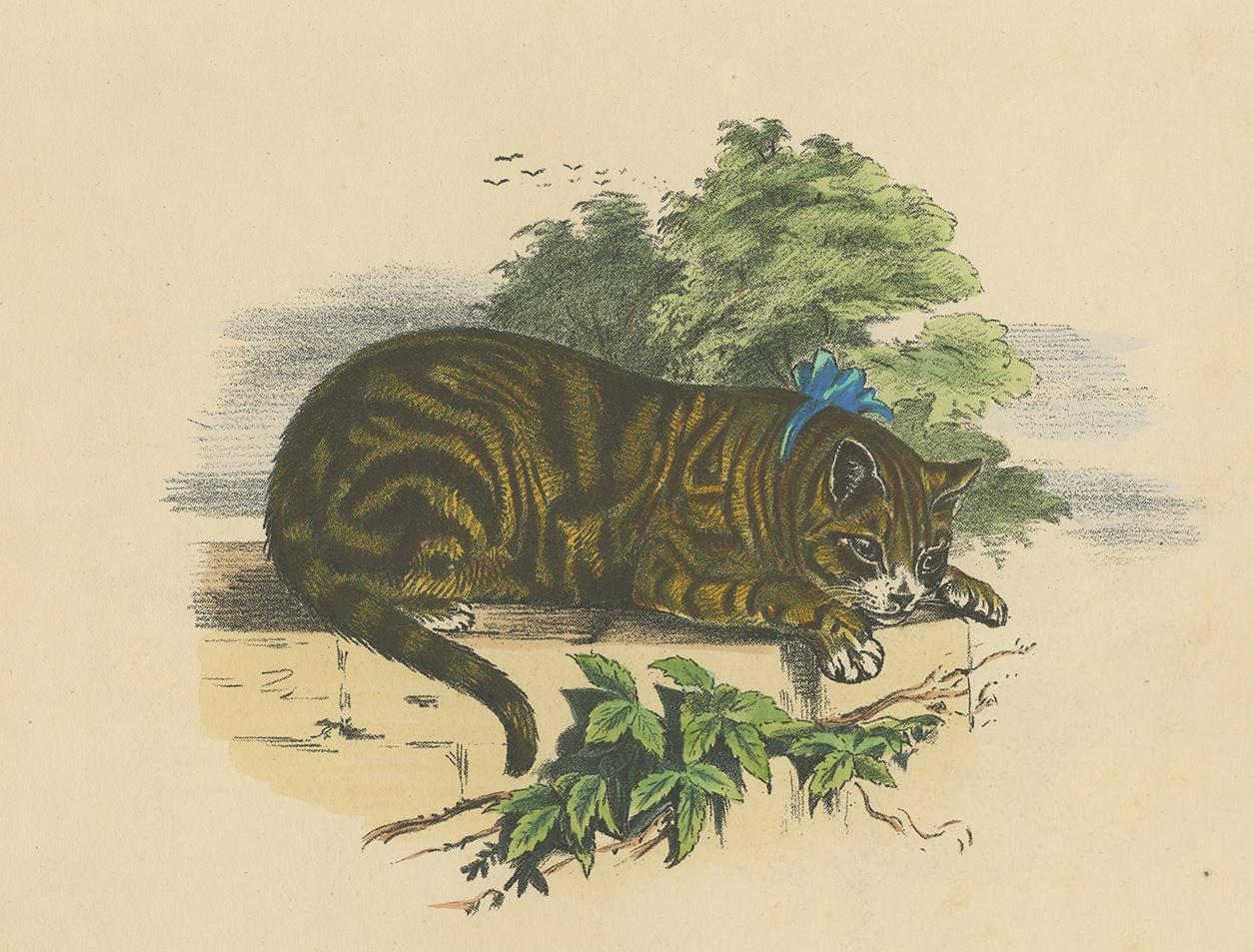Antique print of a domestic cat. On the verso, a black and white image of a leopard.