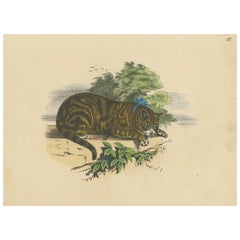 Antique Print of a Domestic Cat, circa 1890