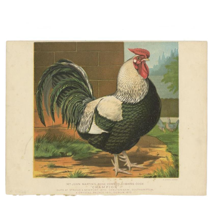 Antique Print of a Dorking Cock by Cassell, c.1880 For Sale