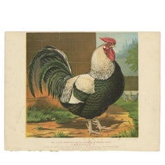 Antique Print of a Dorking Cock by Cassell, c.1880