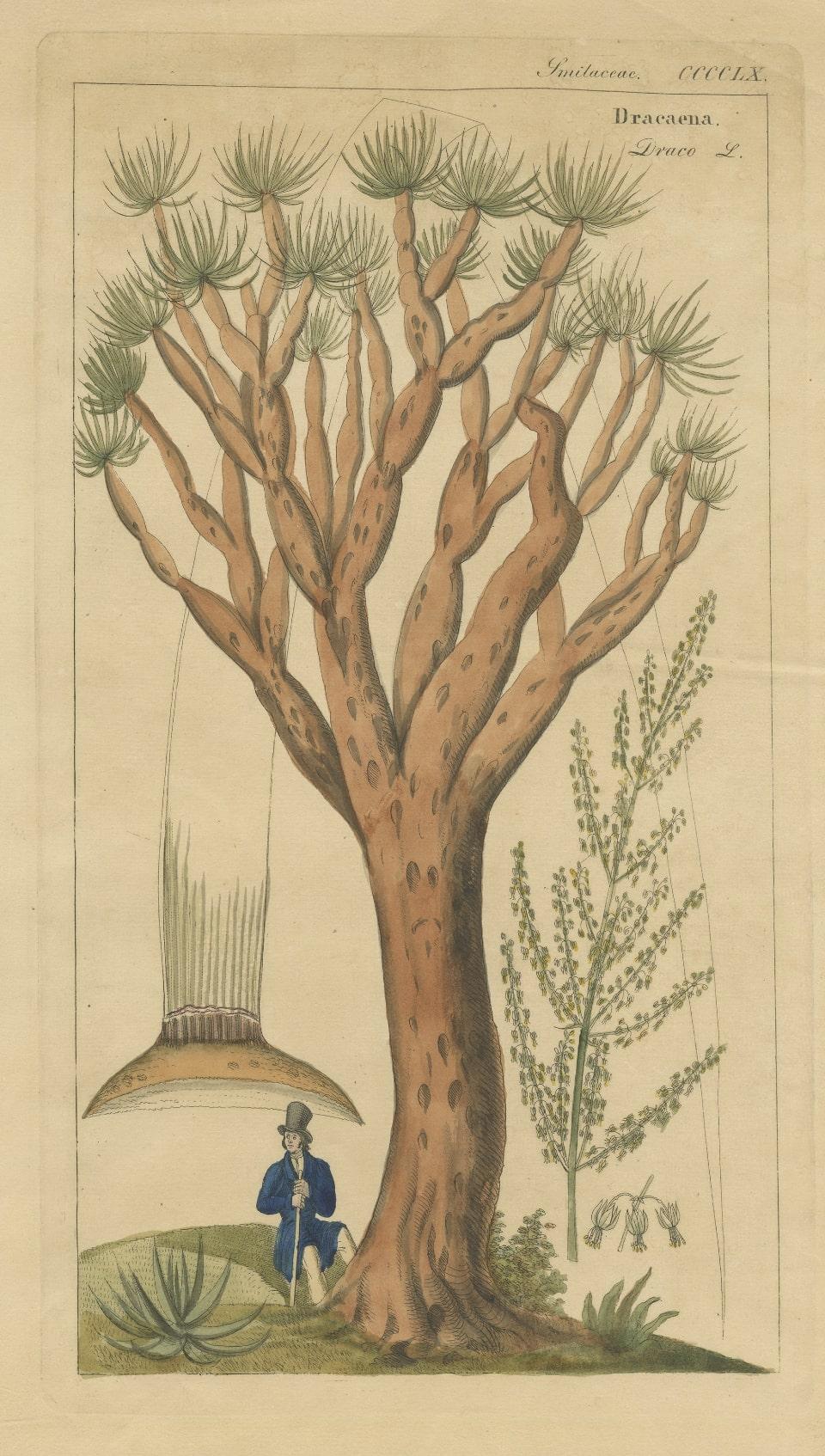 Paper Antique Print of a Dragon Tree, c.1860 For Sale