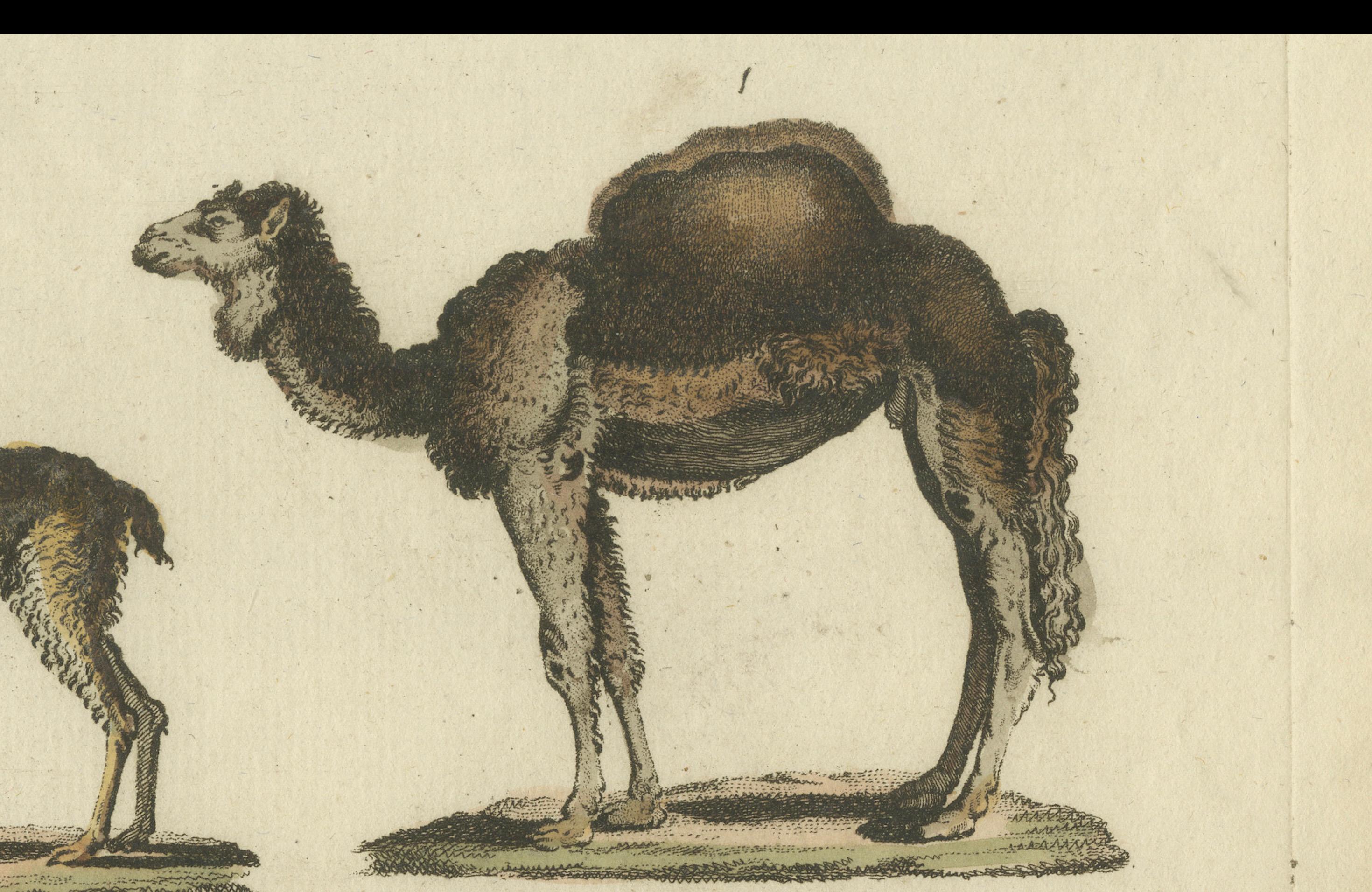 Original antique print of various species of camel. This engraved print originates from a very rare unknown Dutch work. The plates are similar to the plates in the famous German work: ‘Bilderbuch fur Kinder' by F.J. Bertuch, published 1790-1830 in