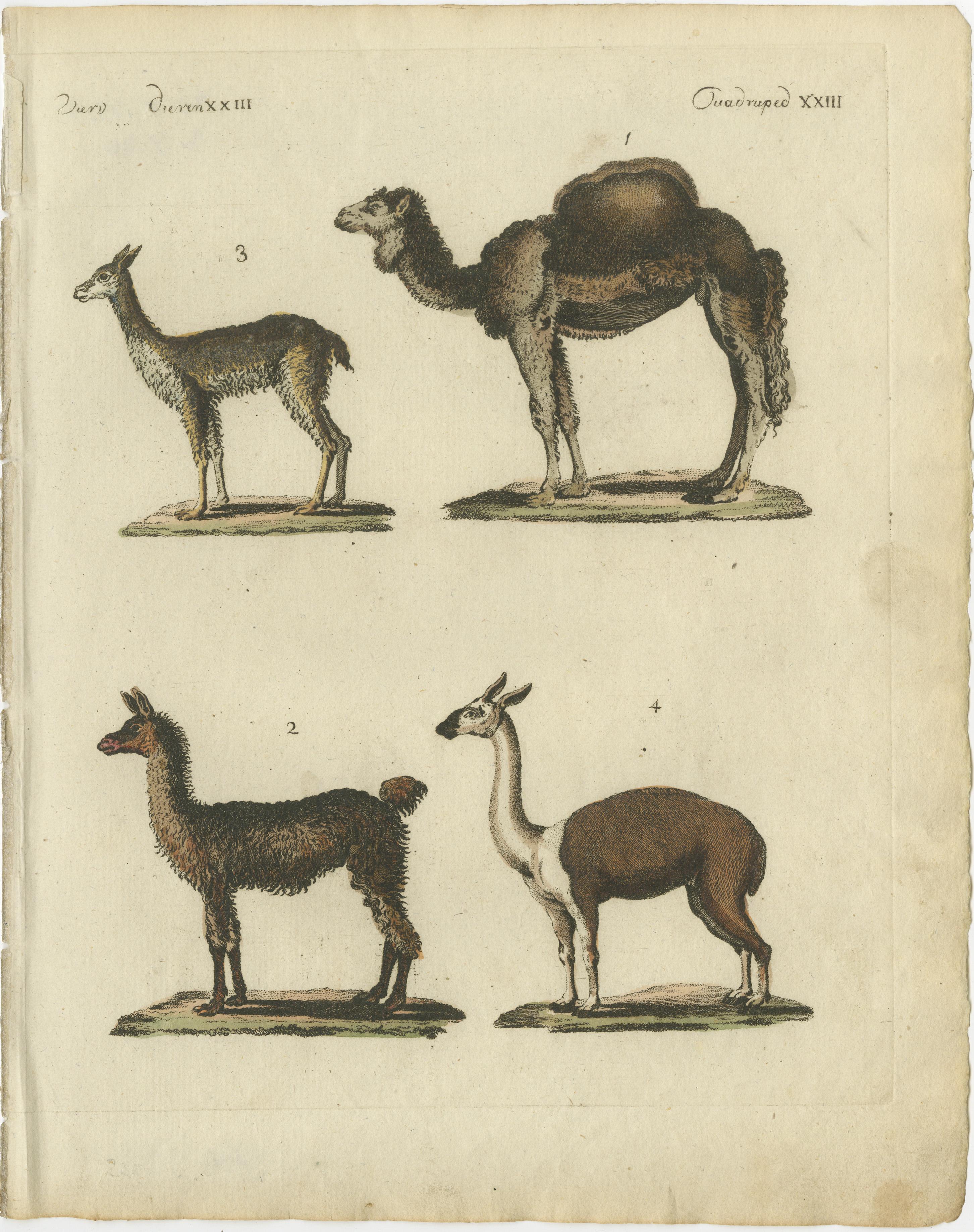 Engraved Antique Print of a Dromedary Camel, a Llama, a Guanaco and a Vicuña, circa 1820 For Sale