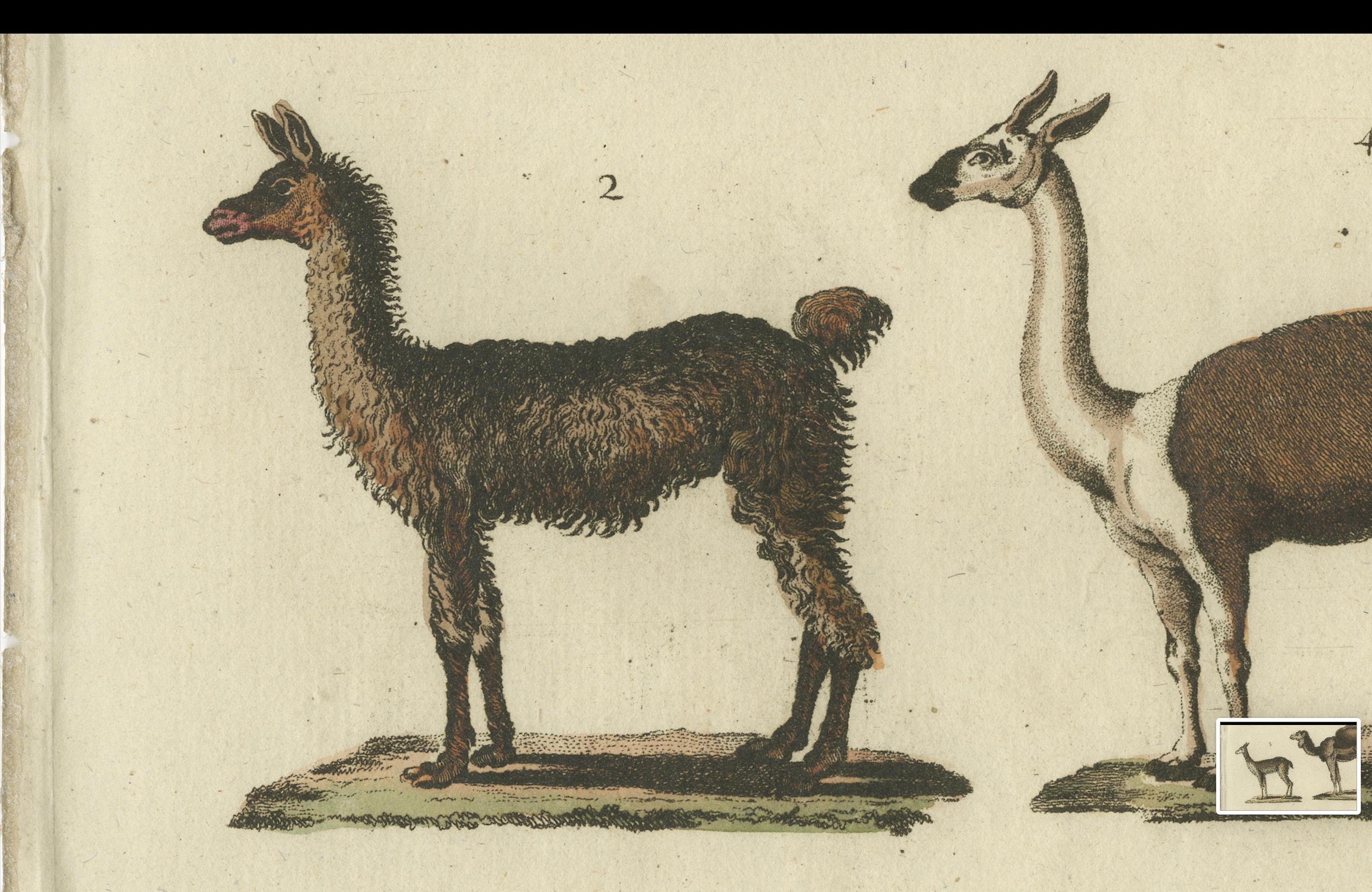 Antique Print of a Dromedary Camel, a Llama, a Guanaco and a Vicuña, circa 1820 In Good Condition In Langweer, NL