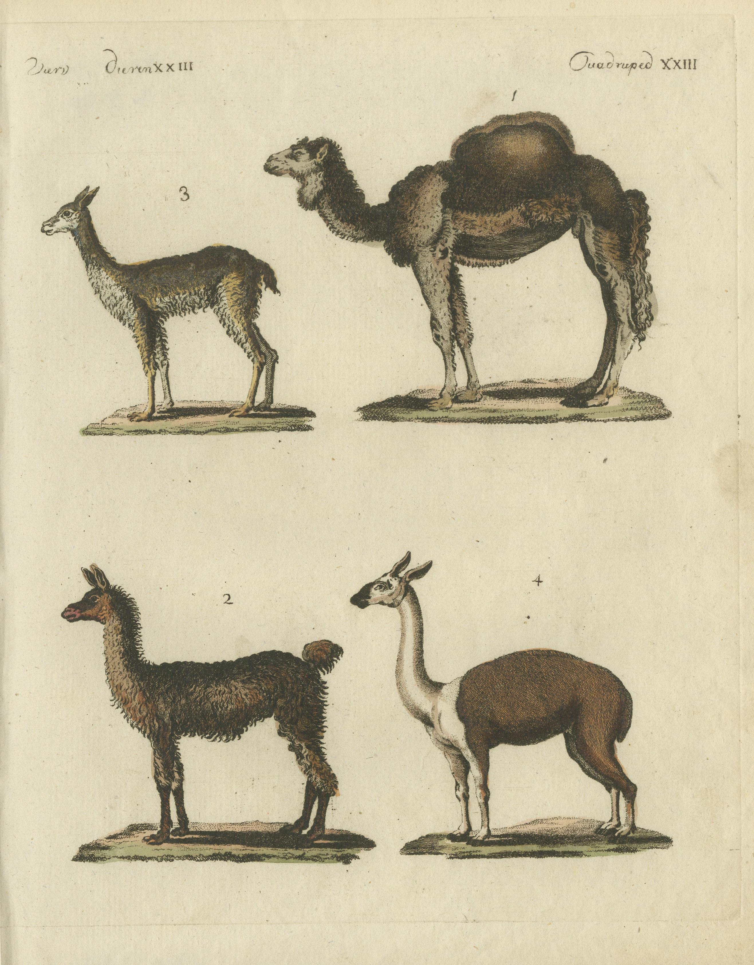 19th Century Antique Print of a Dromedary Camel, a Llama, a Guanaco and a Vicuña, circa 1820 For Sale