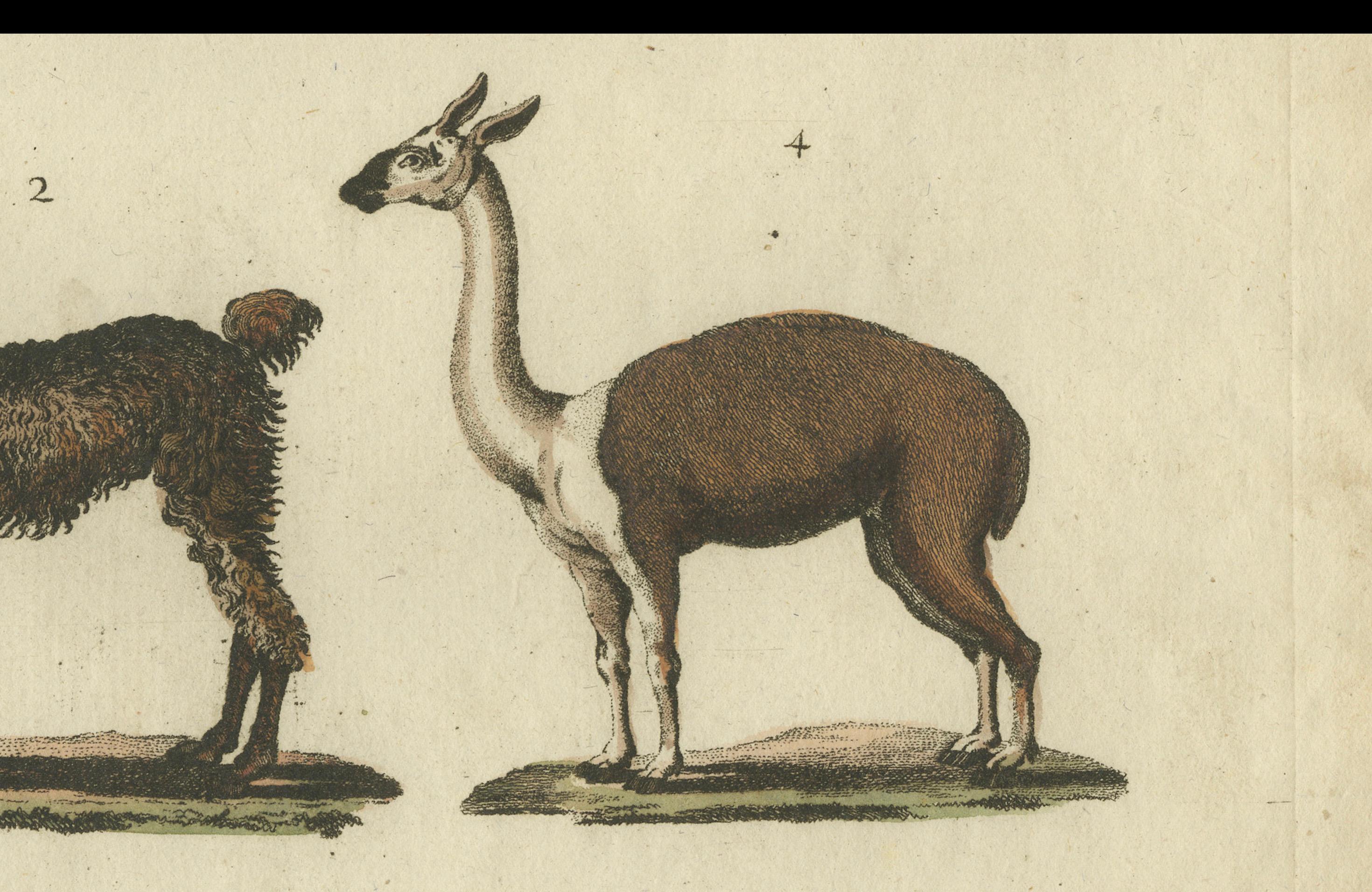 Paper Antique Print of a Dromedary Camel, a Llama, a Guanaco and a Vicuña, circa 1820