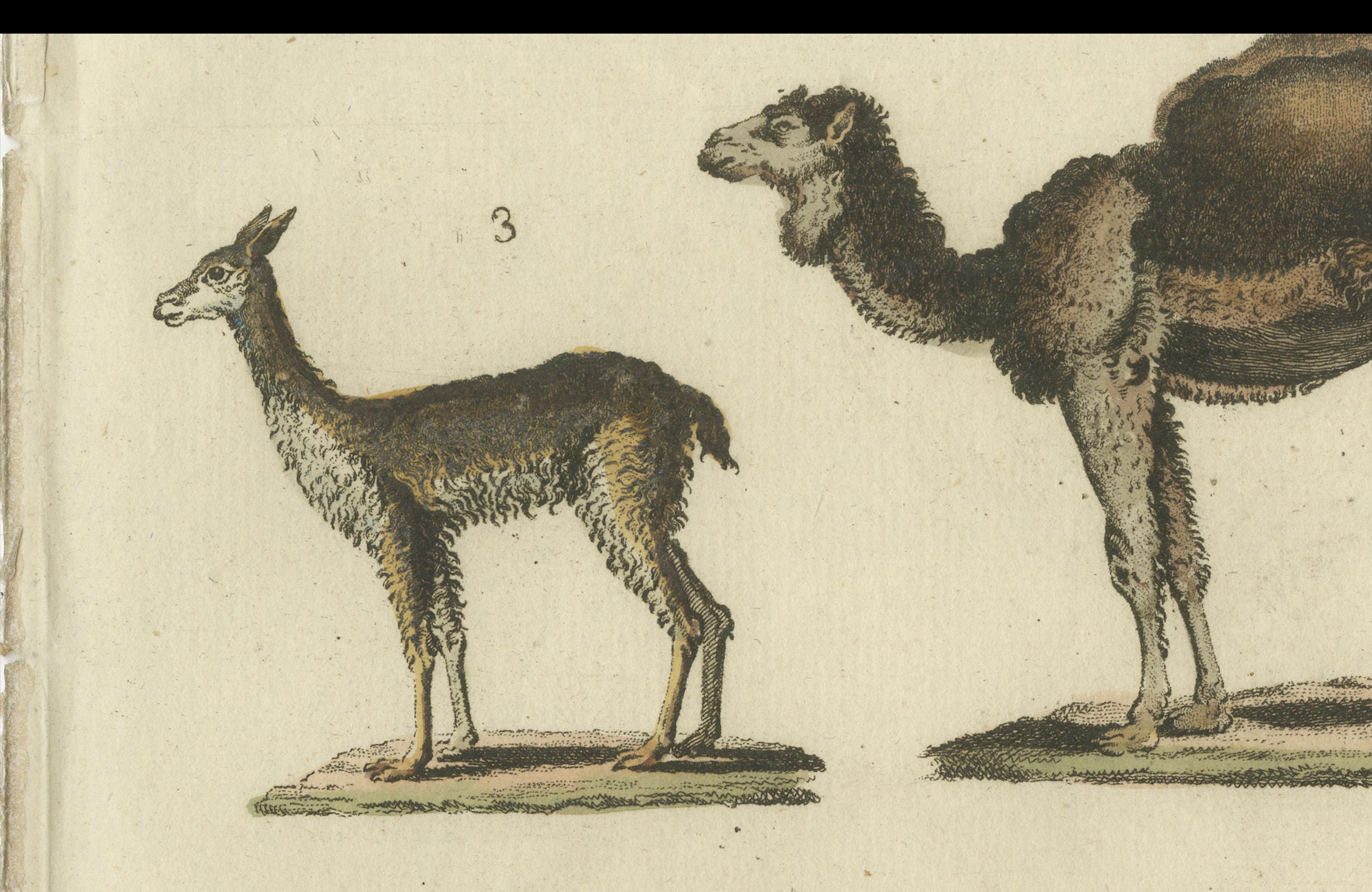 Antique Print of a Dromedary Camel, a Llama, a Guanaco and a Vicuña, circa 1820 For Sale 1