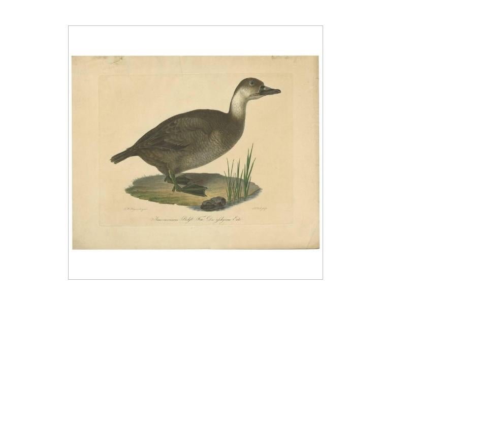 Antique Print of a Duck by J.C. Bock, circa 1800 In Good Condition For Sale In Langweer, NL