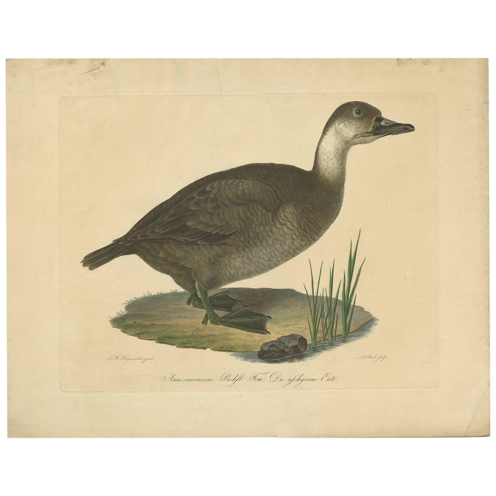 Impression ancienne d'un canard par J.C. Bock, datant d'environ 1800