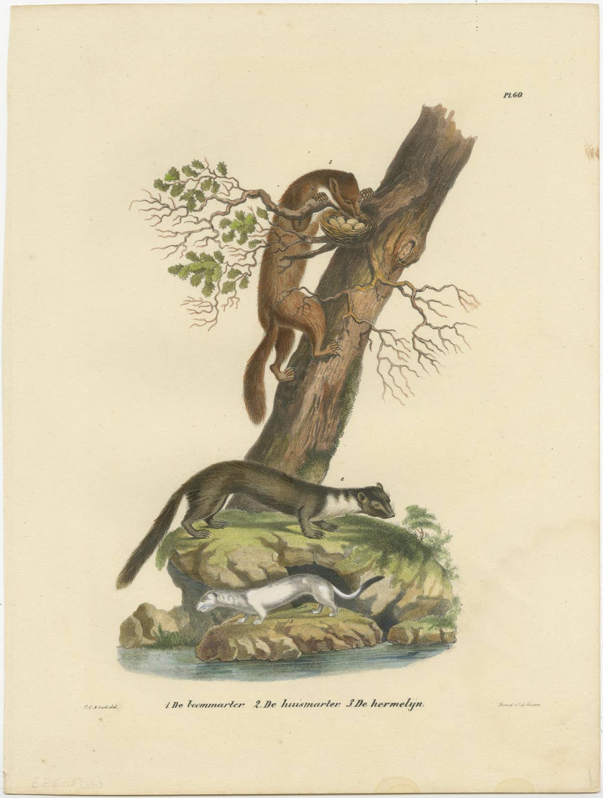 Antique Print of a European Pine Marter, Marten and Stoat