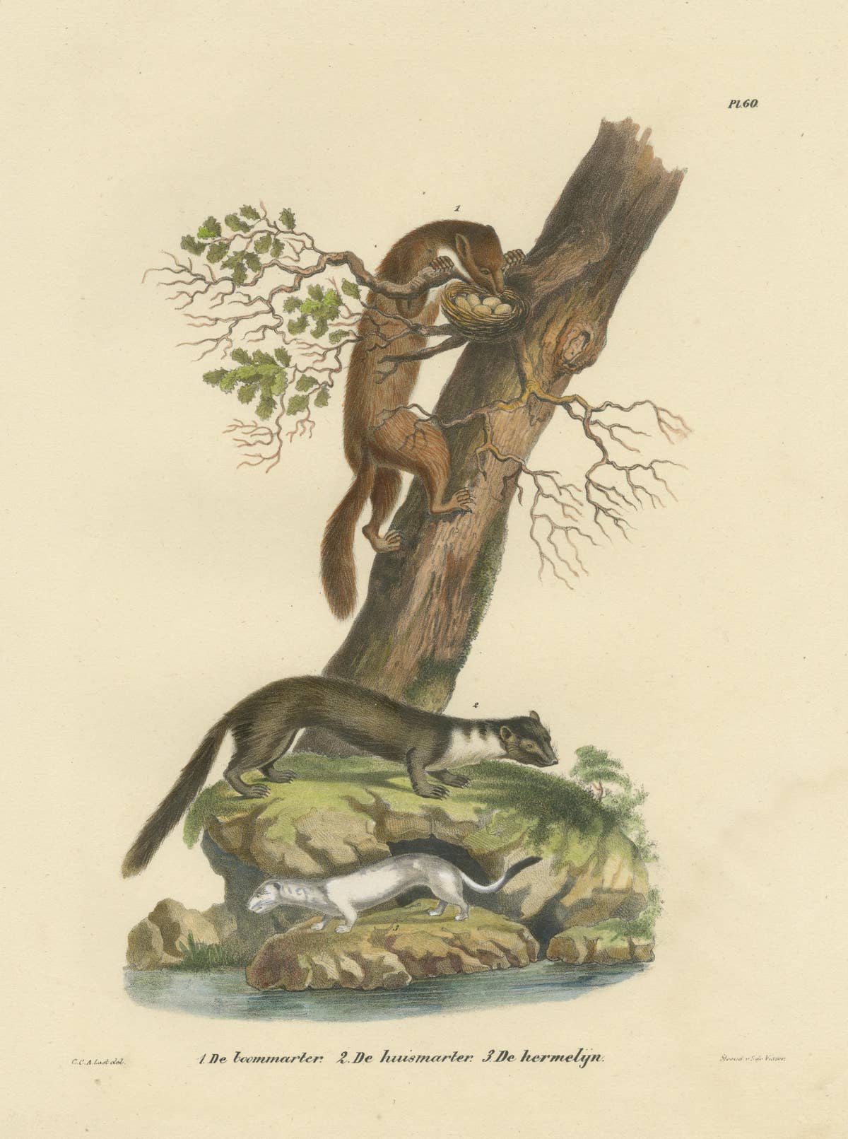 Antique Print of a European Pine Marter, Marten and Stoat