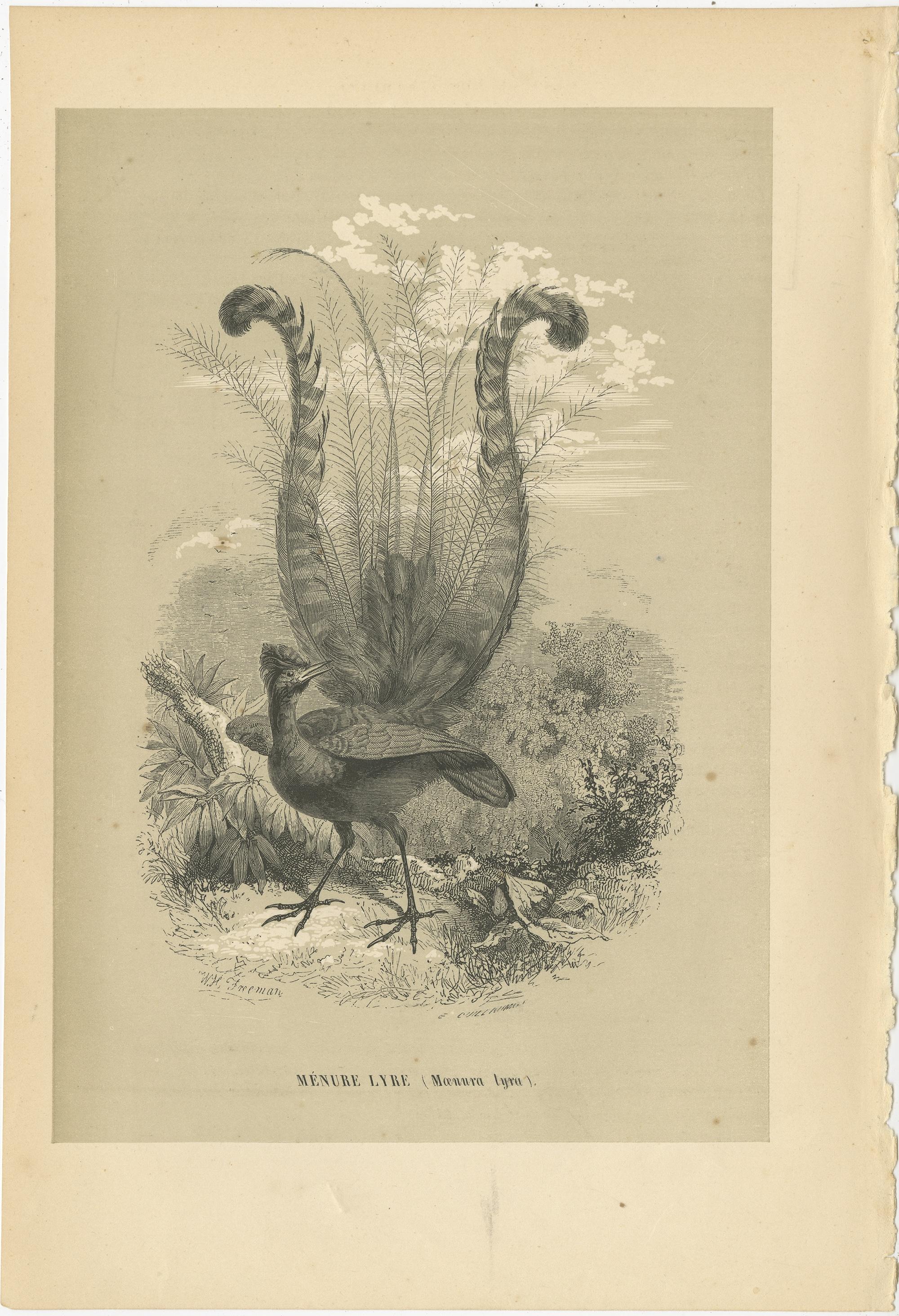 Antique bird print titled 'Ménure Lyre'. Original print of a lyrebird. This print originates from 'Histoire Naturelle des Oiseaux' by M. Emm. le Maout. Published 1853. 

A lyrebird is either of two species of ground-dwelling Australian birds that