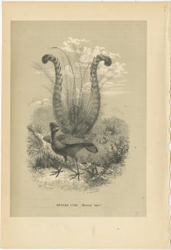 Antique Print of a Famous Australian Native Bird Named The Lyrebird, 1853
