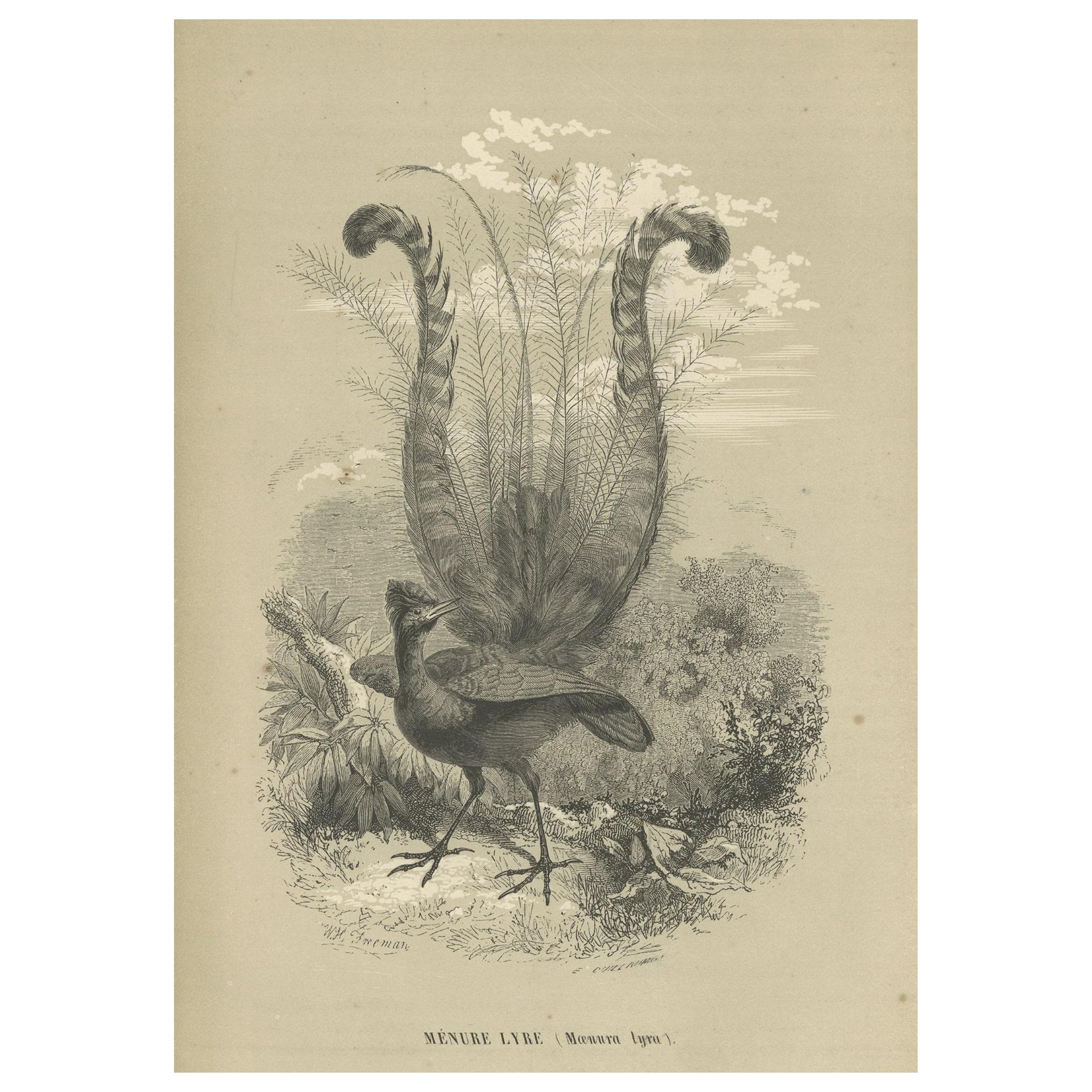 Antiker Druck eines berühmten australischen Einheimischen Vogels mit dem Namen „Der Leiervogel“, 1853