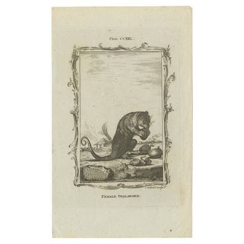 Antique Print of a Female Phalanger by Bell 'c.1800'