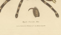 Antique Print of a Female Sri Lanka Ornamental Tiger Spider or Tarantula, 1833