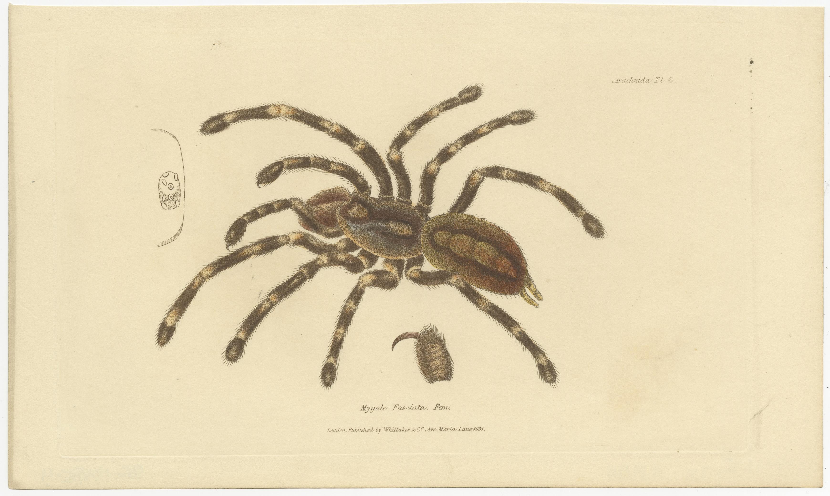 Antique Print of a Female Sri Lanka Ornamental Tiger Spider or Tarantula, 1833 In Good Condition For Sale In Langweer, NL