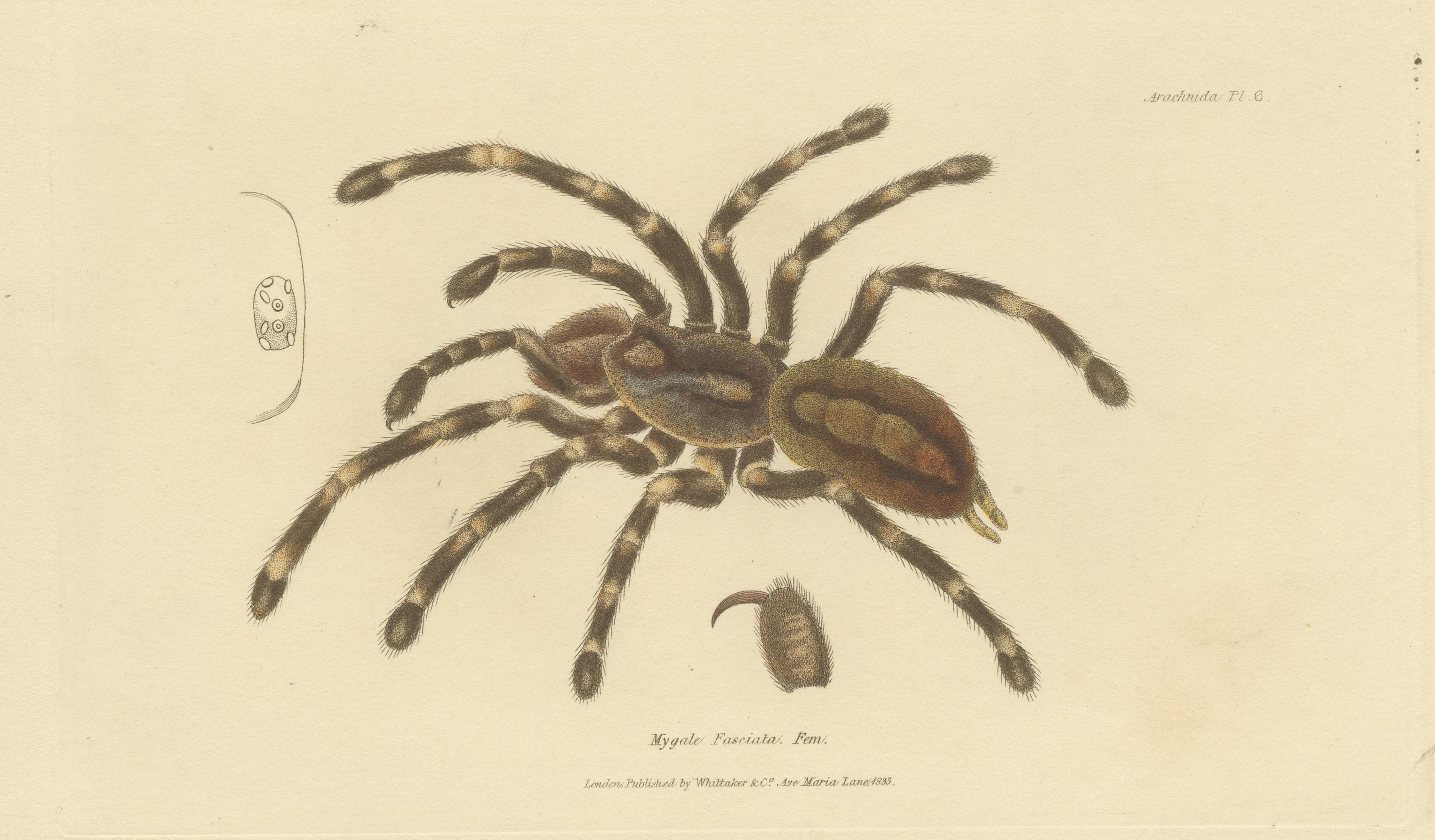 19th Century Antique Print of a Female Sri Lanka Ornamental Tiger Spider or Tarantula, 1833 For Sale