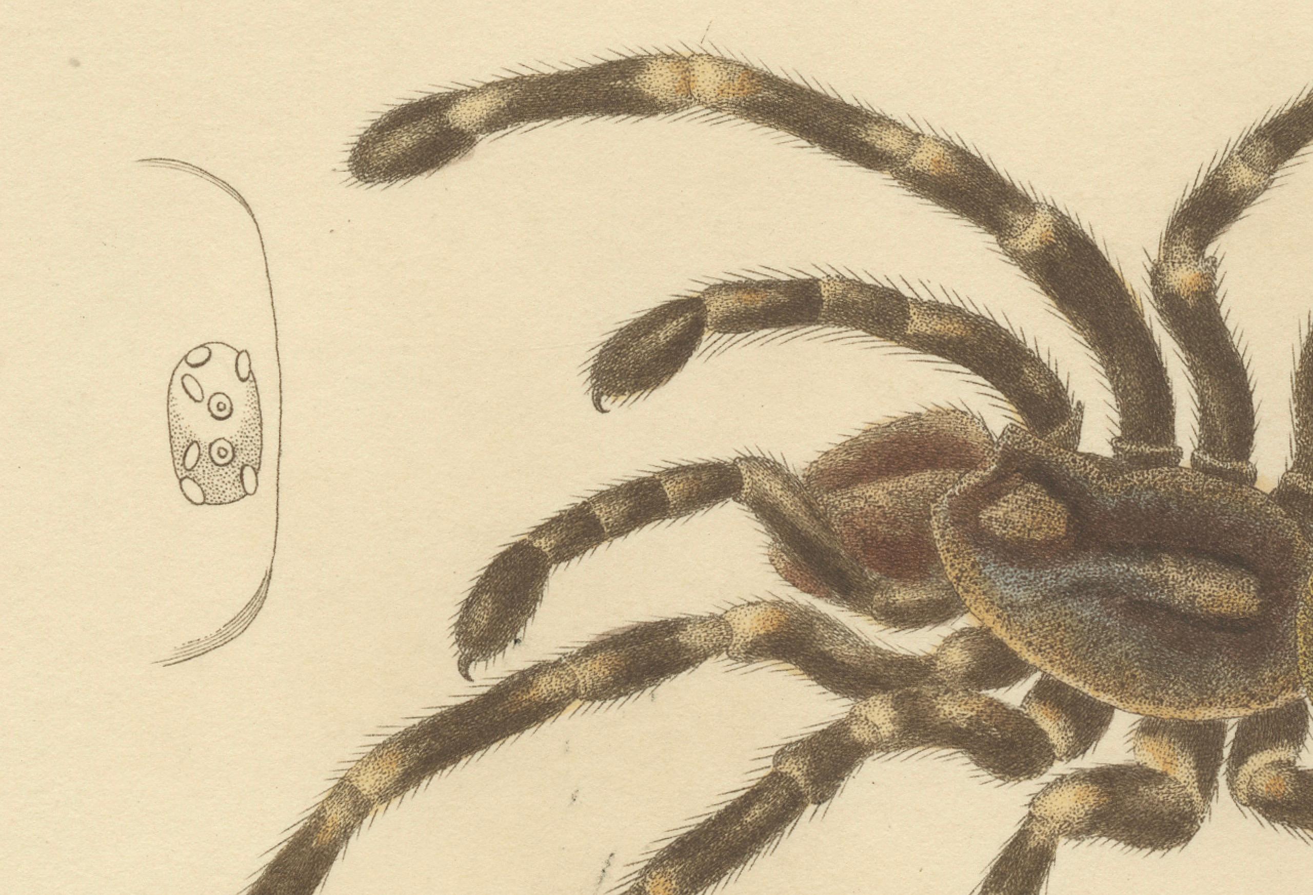 Paper Antique Print of a Female Sri Lanka Ornamental Tiger Spider or Tarantula, 1833 For Sale
