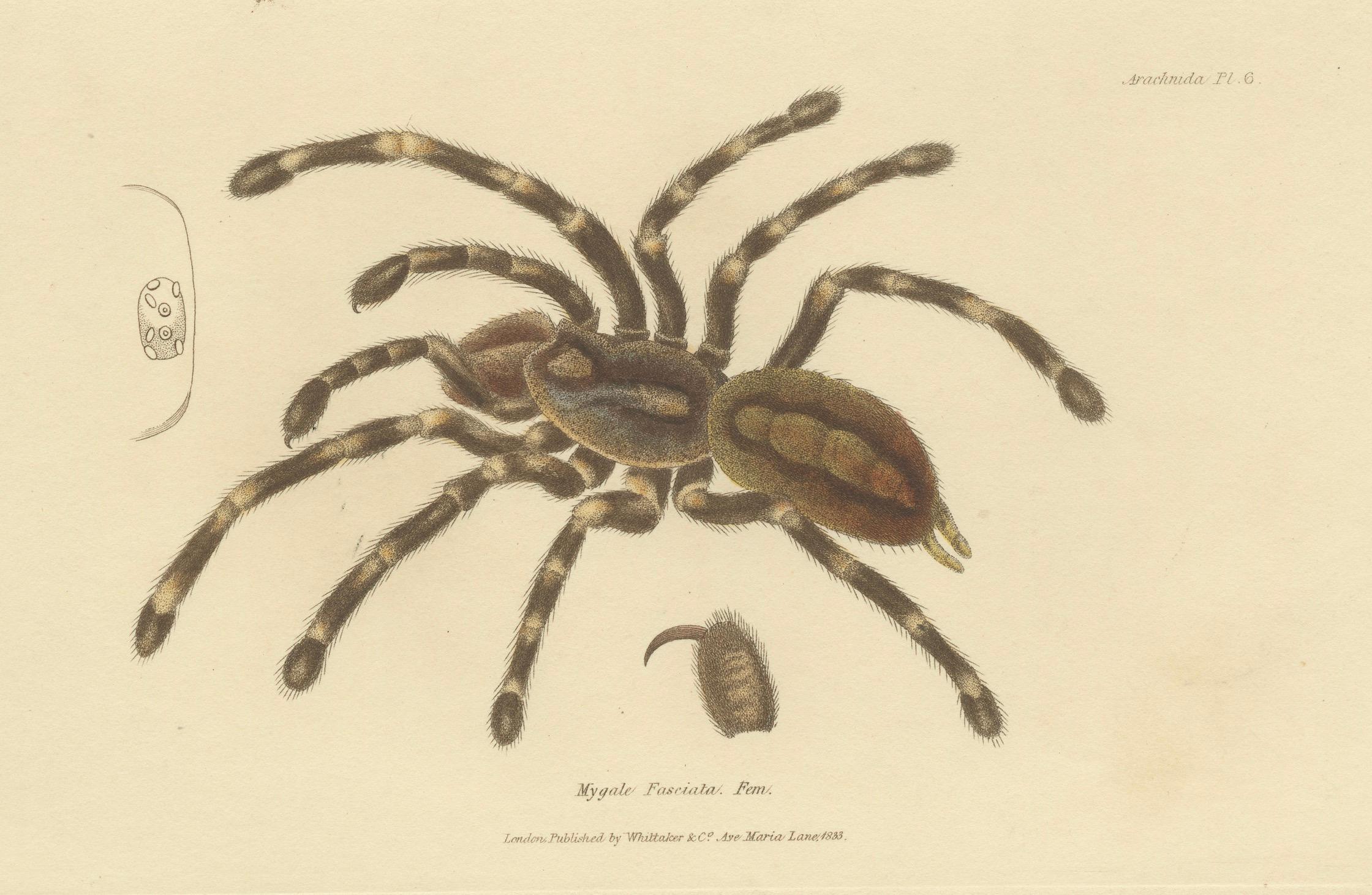 Antique Print of a Female Sri Lanka Ornamental Tiger Spider or Tarantula, 1833 For Sale 1