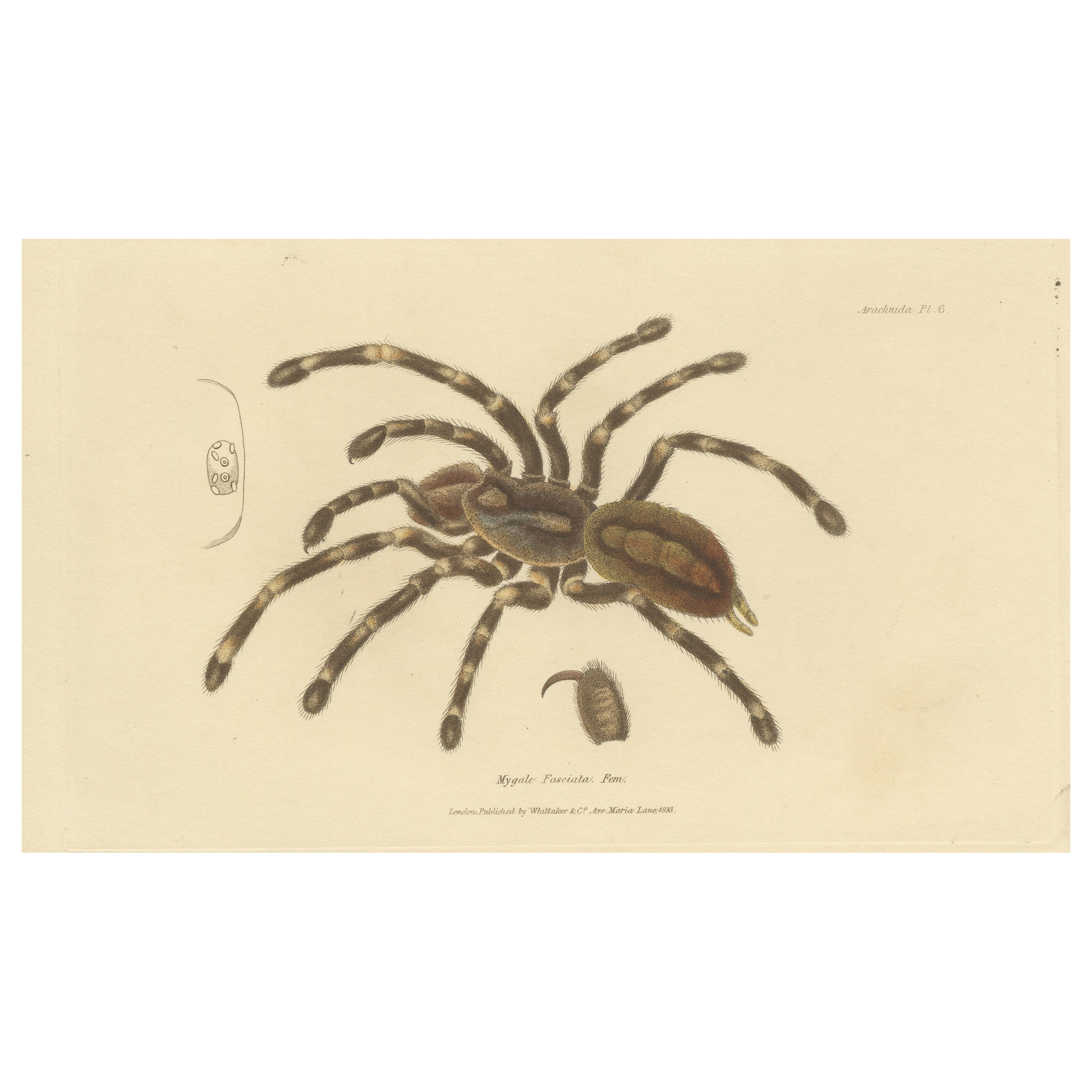 Grabado antiguo de una araña tigre ornamental hembra de Sri Lanka o tarántula, 1833