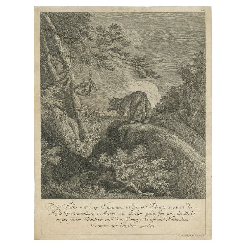 Stampa antica di una volpe con due code di Ridinger, 1745 ca. in vendita