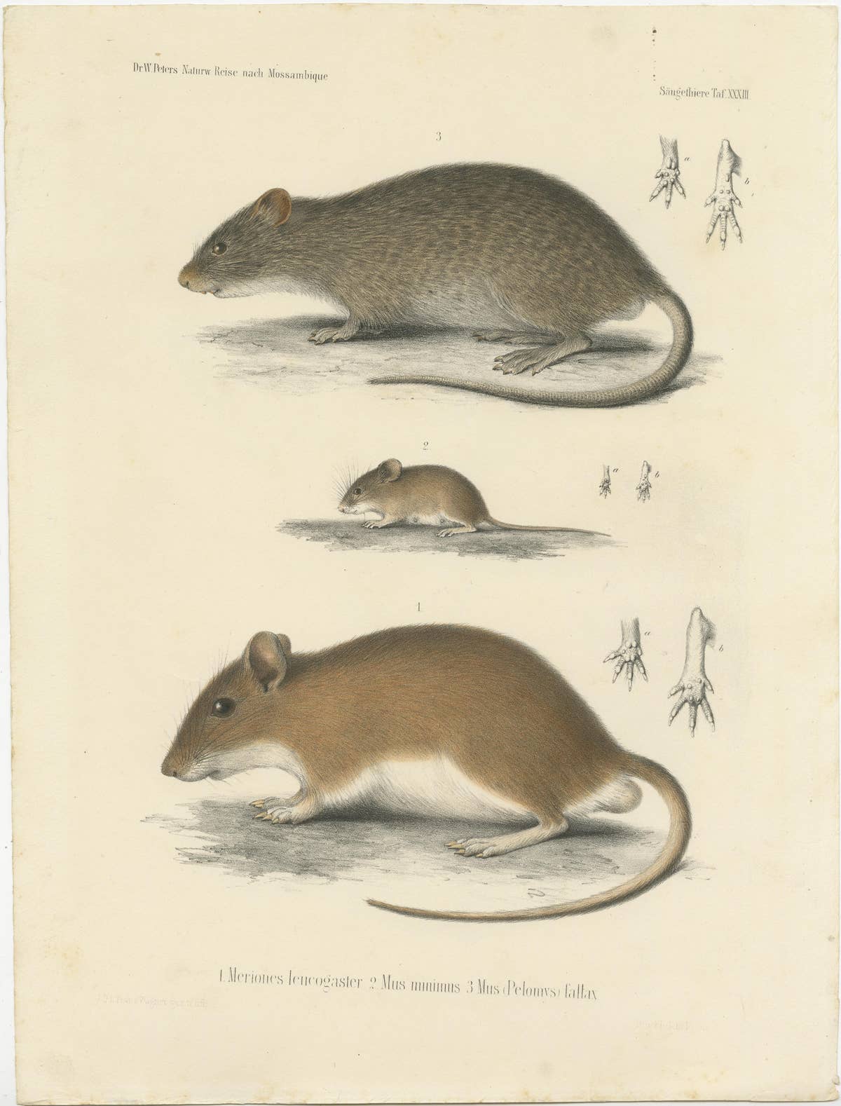 Antique Print of a Gerbil, Mouse and Rat
