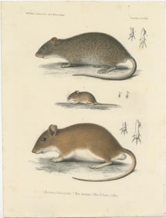 Stampa antica di un gerbilli, un topo e un ratto