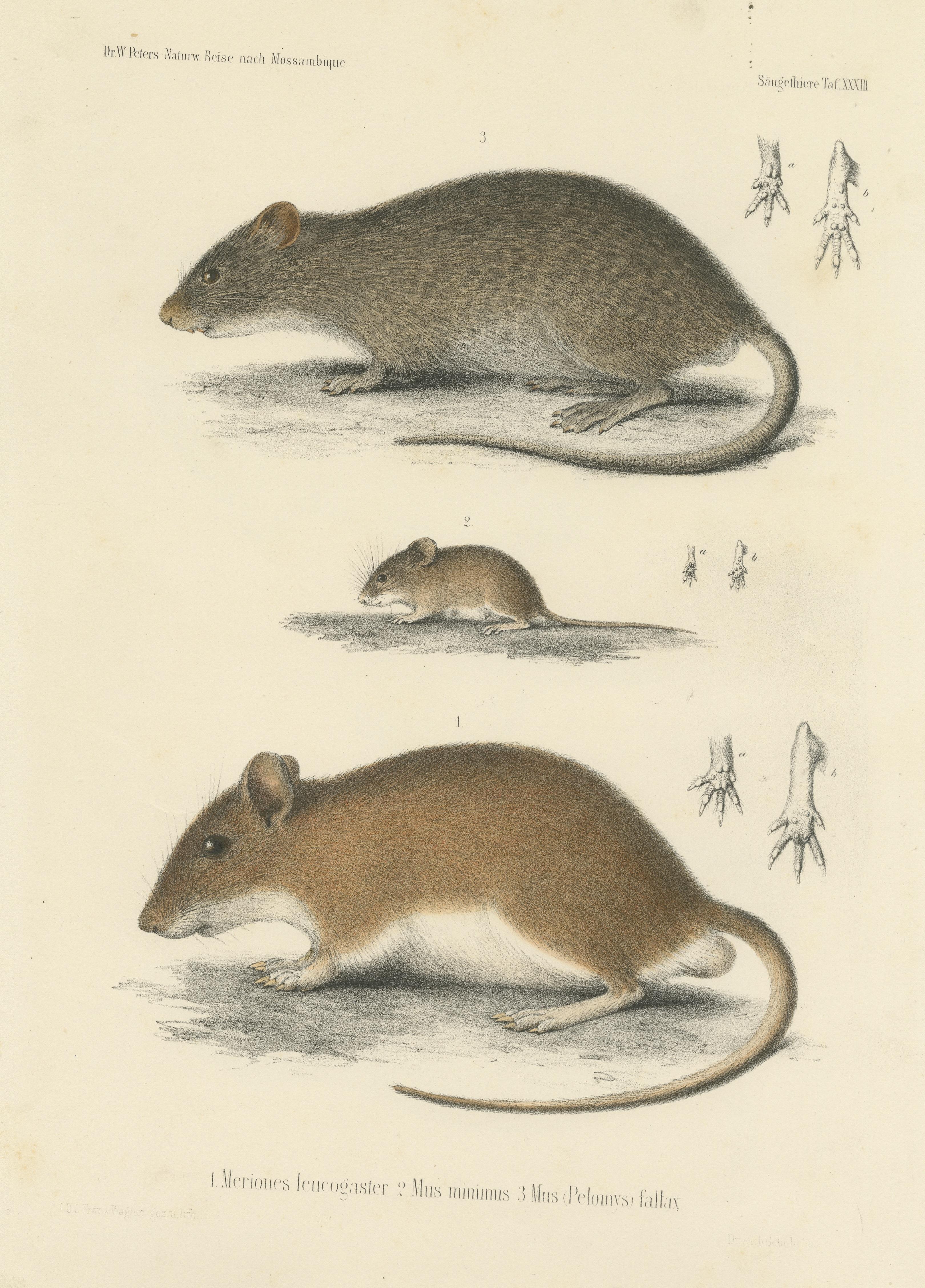 Antique Print of a Gerbil, Mouse and Rat In Good Condition For Sale In Langweer, NL