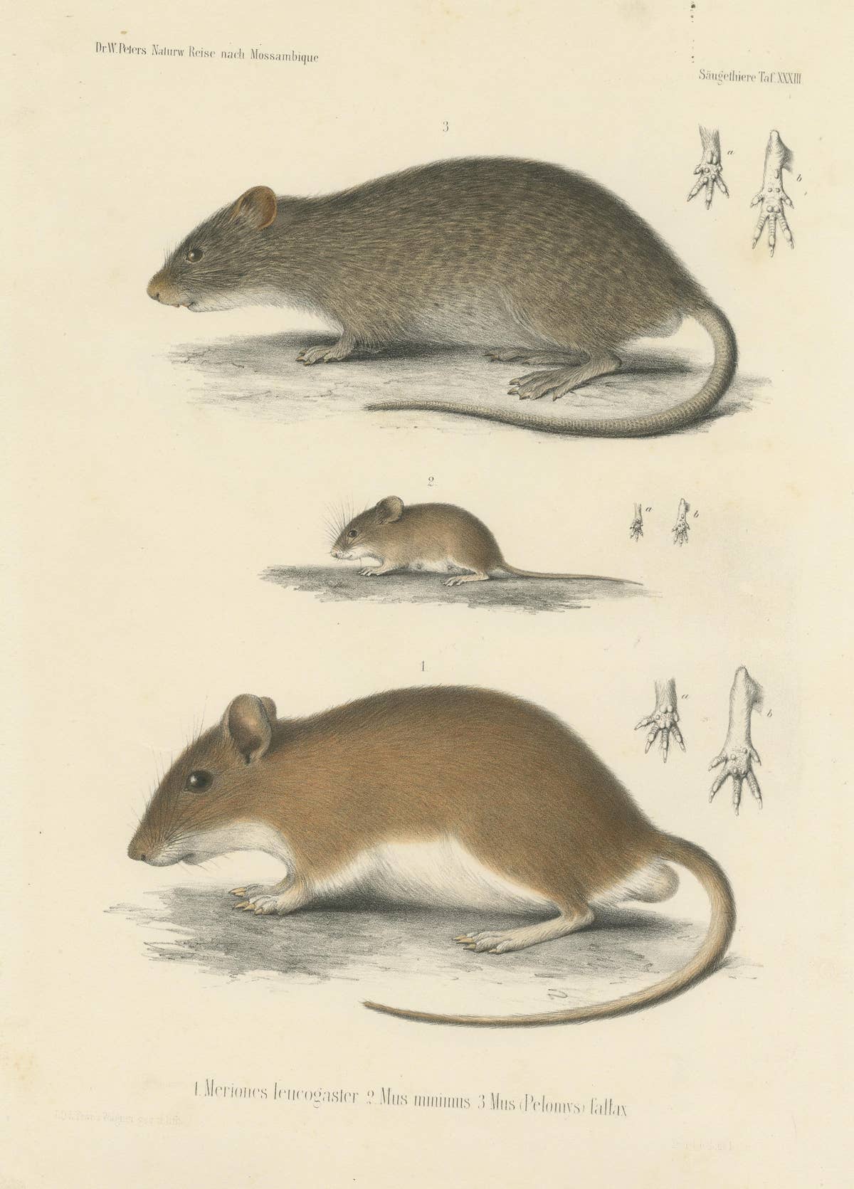 Antique Print of a Gerbil, Mouse and Rat
