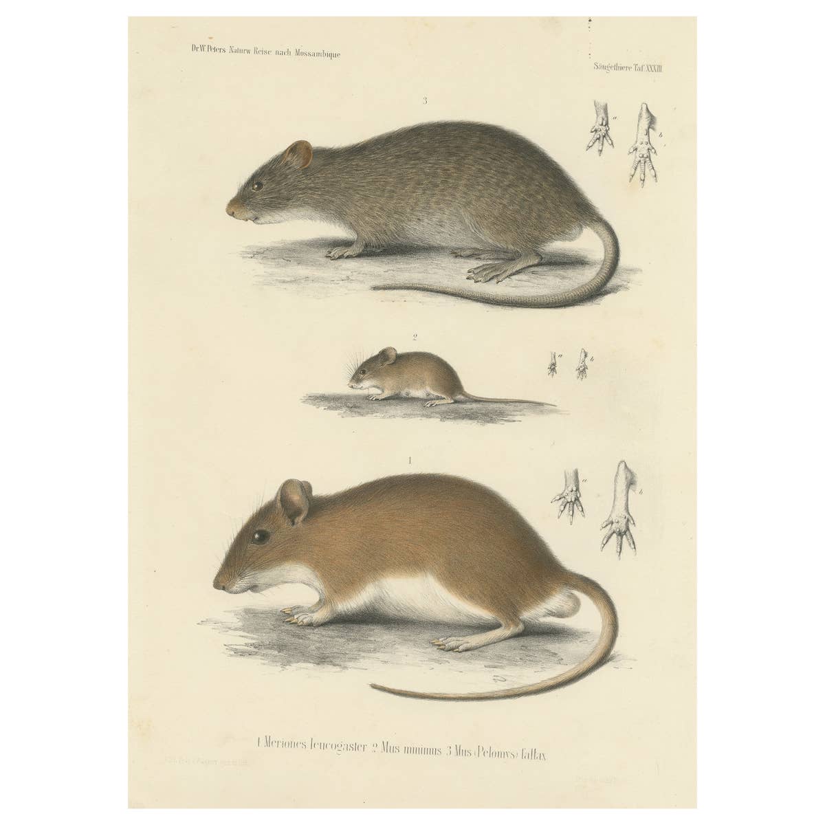 Antique Print of a Gerbil, Mouse and Rat
