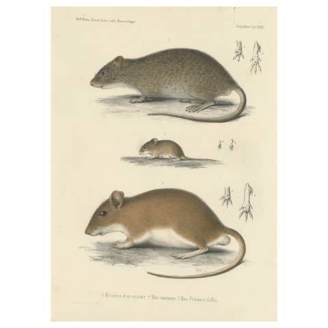 Antique Print of a Gerbil, Mouse and Rat