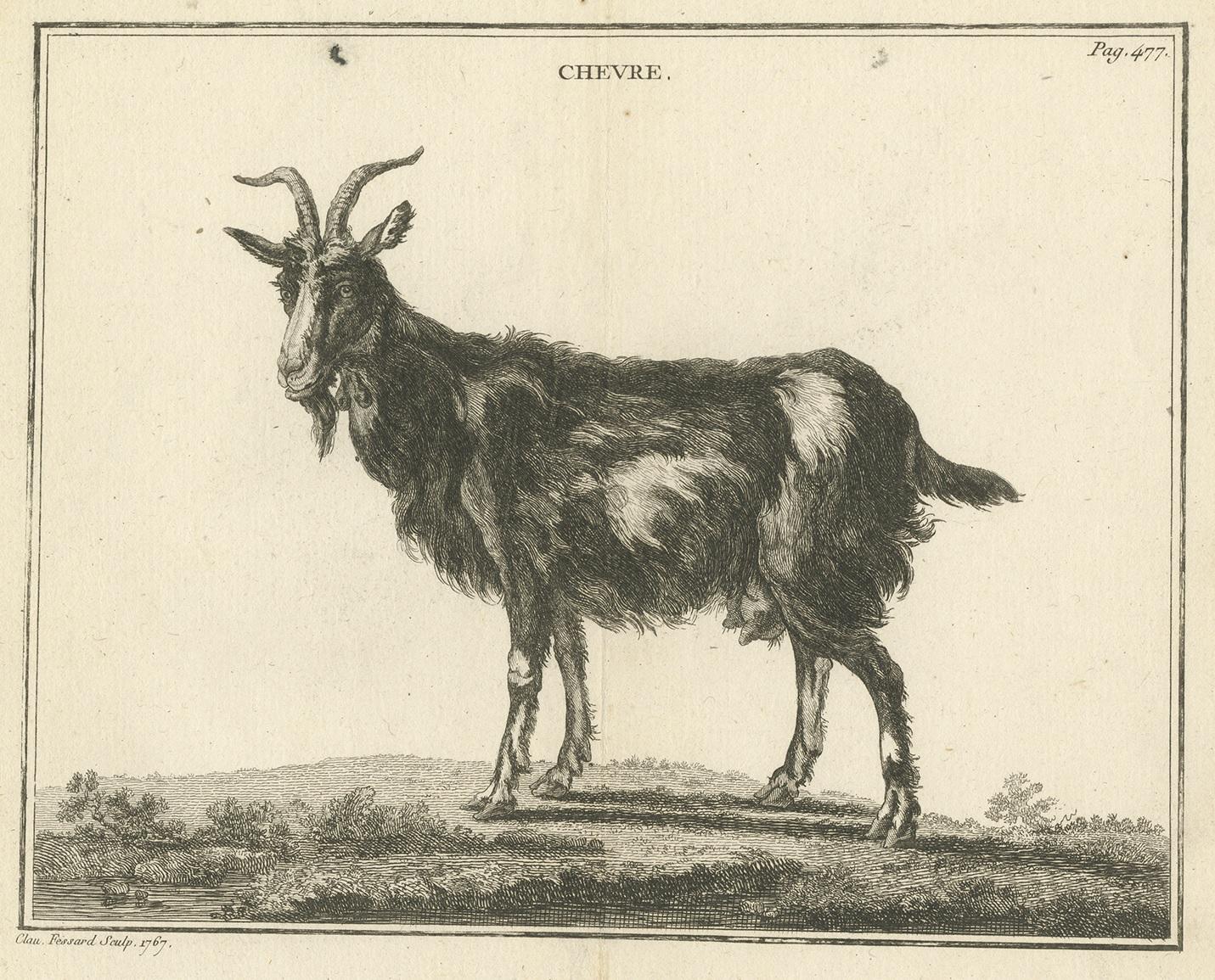Antique print titled 'Chevre'. Copper engraving of a goat. This print originates from 'Handboek der genees- en verloskunde van het vee (..)' by A. Numan. Published by R.J. Schierbeek, 1819. Engraved by C. Fessard.