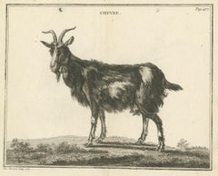 Antique Print of a Goat by Fessard, 1819