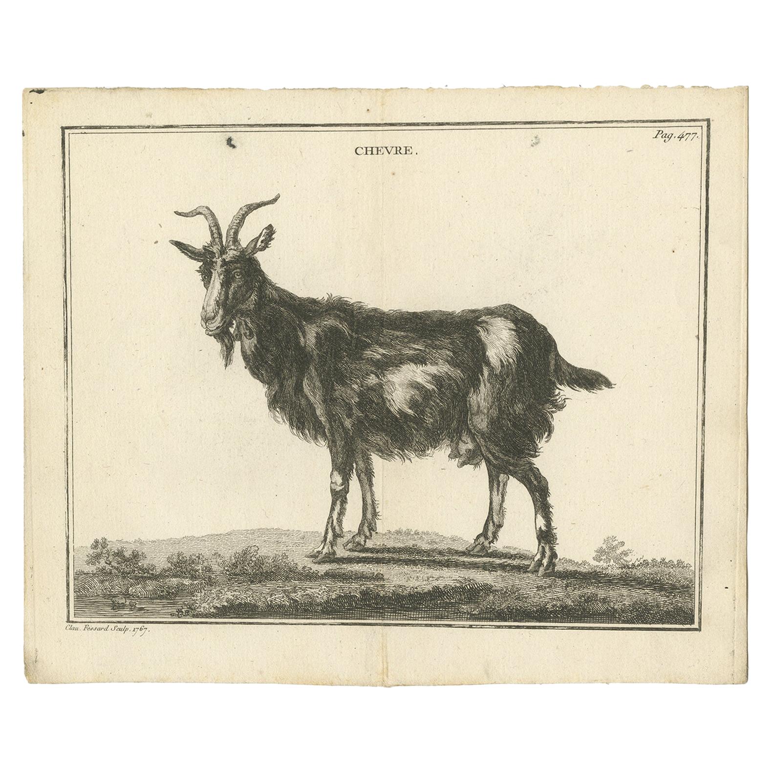 Antique Print of a Goat by Fessard, 1819