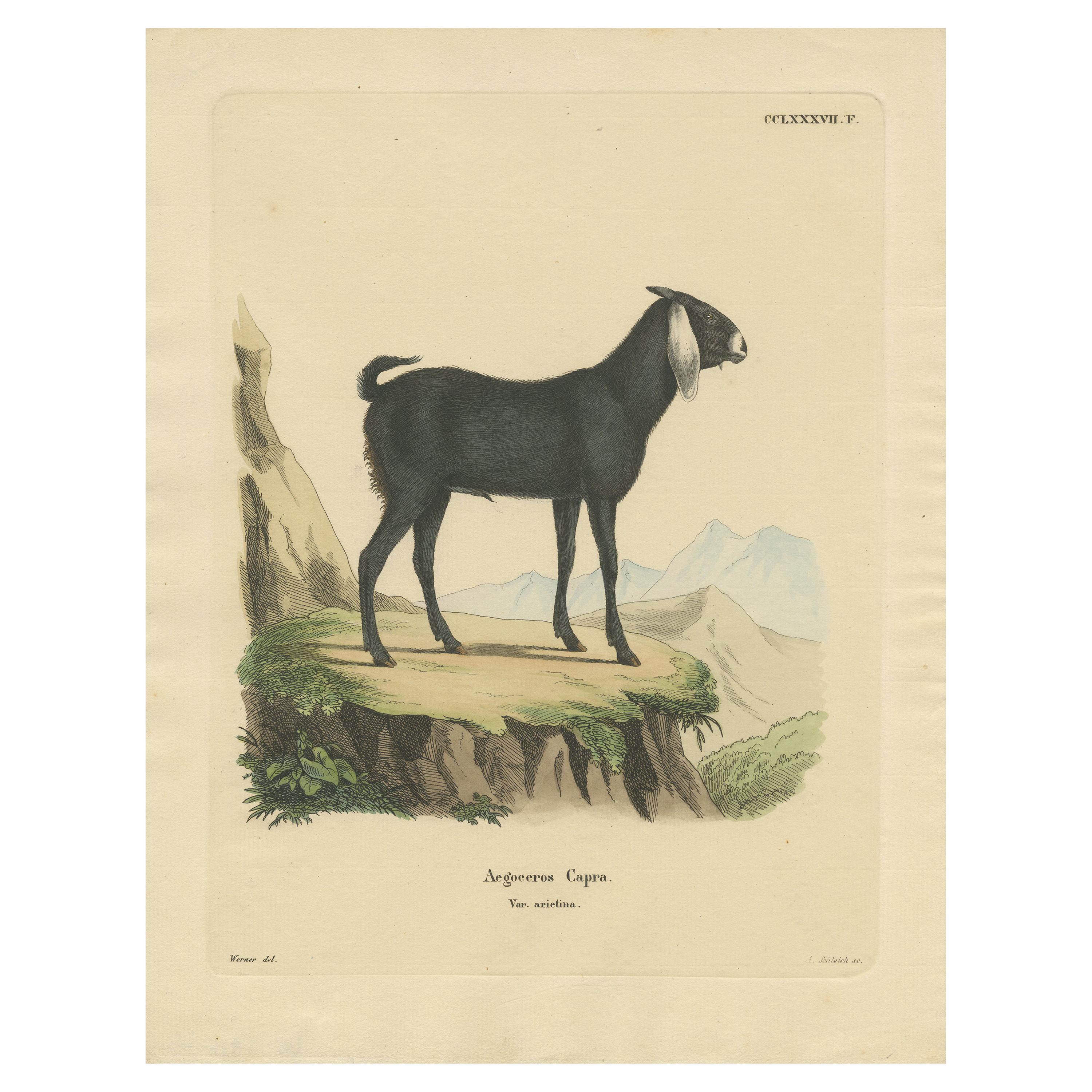 Antique Print of a Goat by Schreber '1775' For Sale