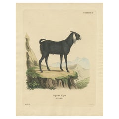 Antique Print of a Goat by Schreber '1775'