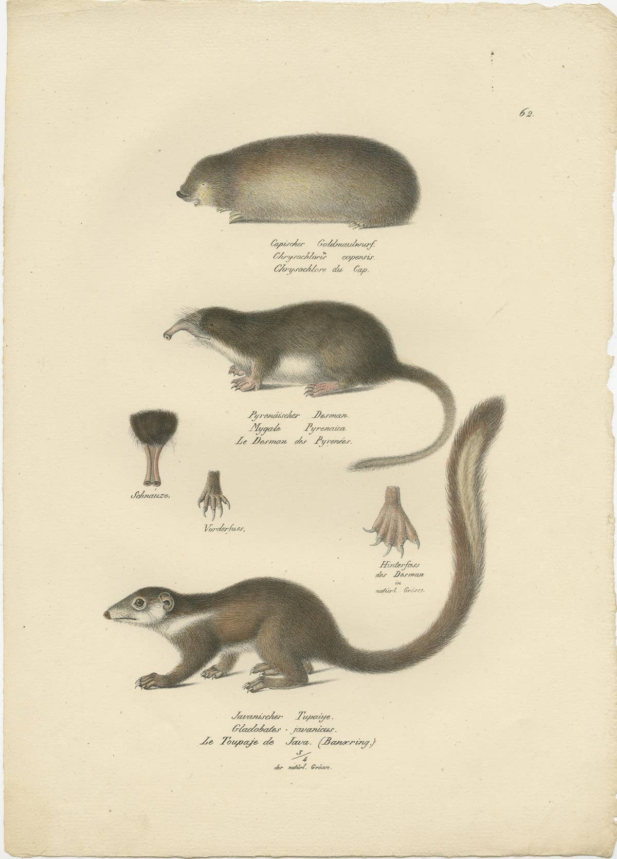 Antique Print of a Golden Mole, Shrew and Tree Shrew
