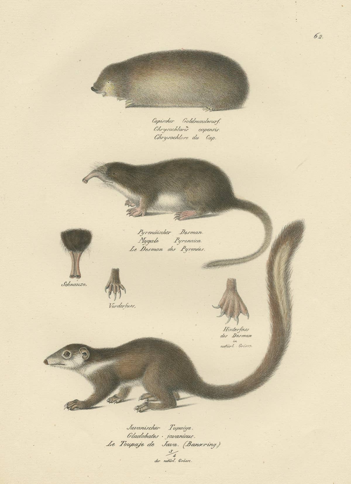 Antique Print of a Golden Mole, Shrew and Tree Shrew