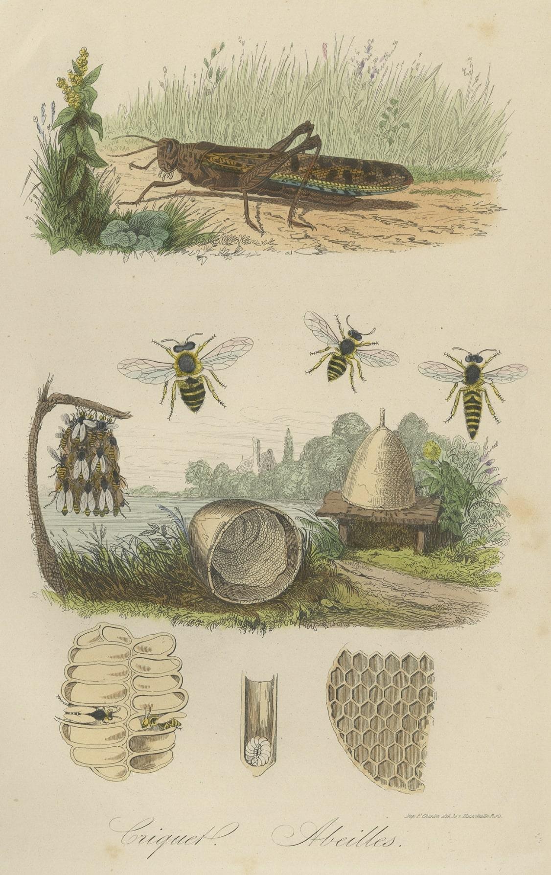 Antiker Druck eines Grashüpfers und von Bienen, 1854