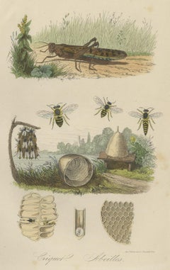 Impression ancienne d'un sauterelle et d'abeilles, 1854