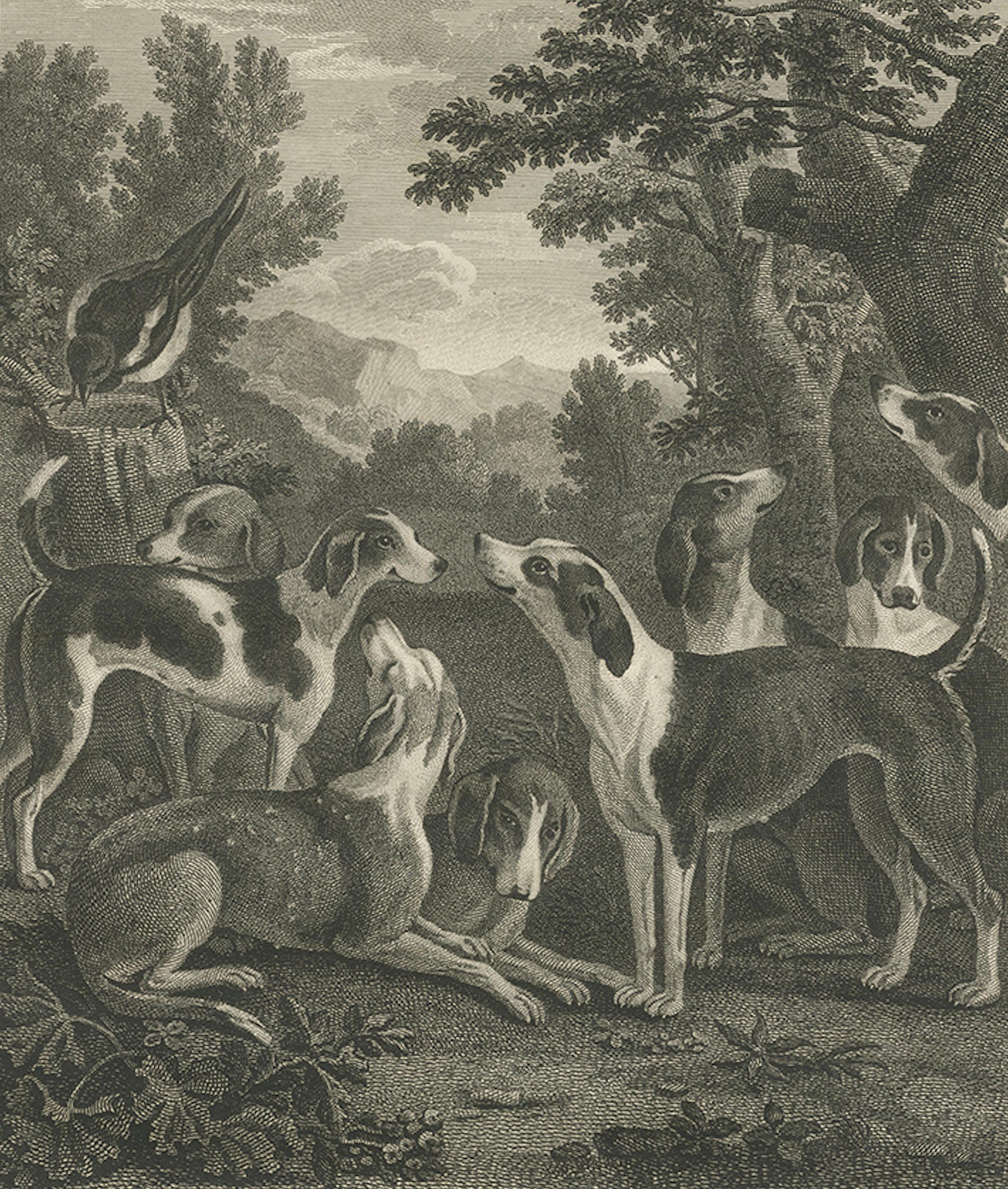 Hounds & Magpye Antique Engraving, English Sporting Art, 1775