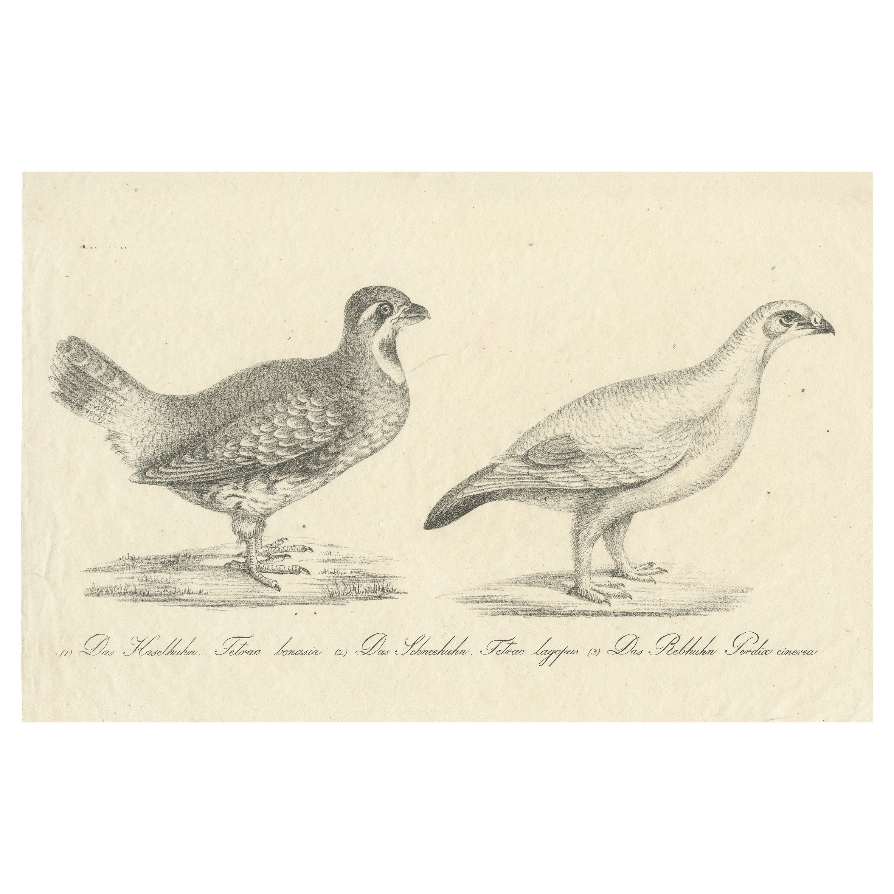 Antique Print of a Hazel Grouse and Lagopus Grouse, circa 1860